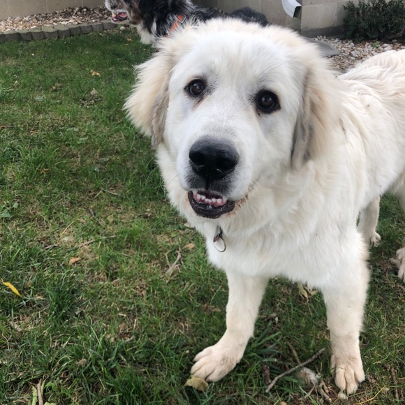 Meet your Posher, Paige - Picture 1 of 1